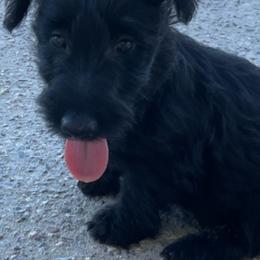 Scottish Terriers from Knights Scottish Terriers