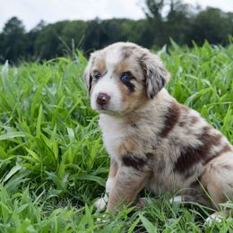Australian Shepherd Puppies from Canyon South Aussies