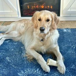 Taffy - Golden Retriever