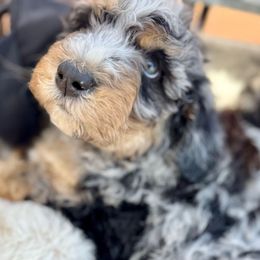 Doc Holiday - blue merle tri - Blue merle Bernedoodle puppy in Lookout, California from Remington Kennels, LLC