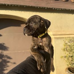 Cane Corso Puppies from ThinLine Cane Corso
