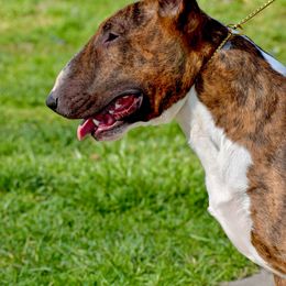Bull Terrier All Grown Up from HP BULL’S