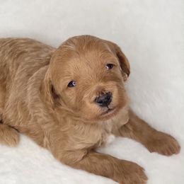 Goldendoodle Puppies from Lake Village Doodles