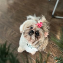 Ylang Ylang - Shih Tzu