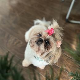 Ylang Ylang - Shih Tzu