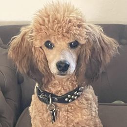 Havana - Poodle