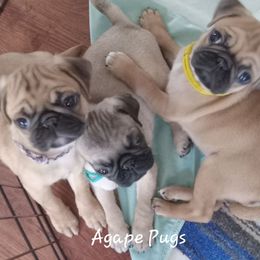 Pug Puppies from Agape Pugs