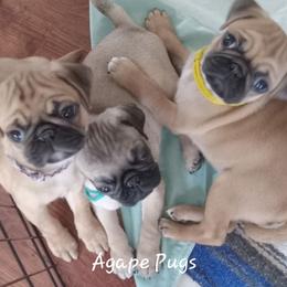 Pug Puppies from Agape Pugs