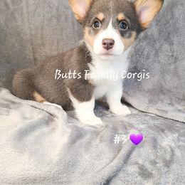 Puppy #3 - Gray and white American Corgi puppy in Cameron, North Carolina from Butts Family Corgis