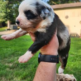 Girl 2 - Blue merle Miniature Australian Shepherd puppy in New London, Minnesota from TWO ACRE HILLS