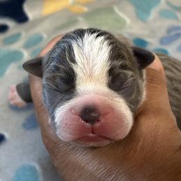 Boy 1 - male Boston Terrier puppy in Corning, California from SB Bostons / Raksha Malinois