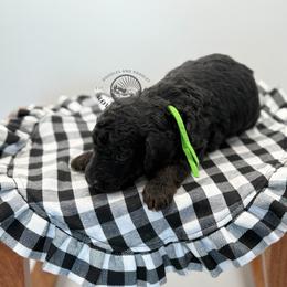 Boy 2 - Black male Goldendoodle puppy in Maryville, Missouri from Rolling Acres Doodles and Poodles