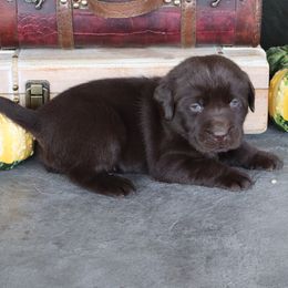 Sailor - Chocolate male Labrador Retriever puppy in Camden, Indiana from Camden's Caring Canines