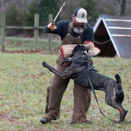 Cane Corso All Grown Up from Difesa Cane Corso