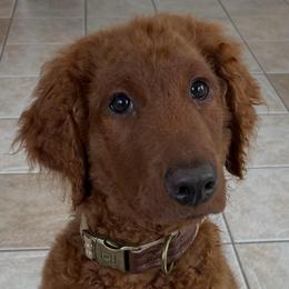 Simba - Red  male Goldendoodle puppy in Indiana, Pennsylvania from Kathy's Doodles