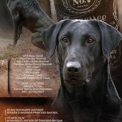 Jack - Labrador Retriever