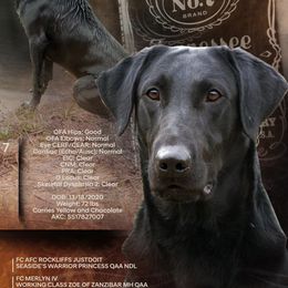 Jack - Labrador Retriever