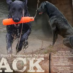 Jack - Labrador Retriever