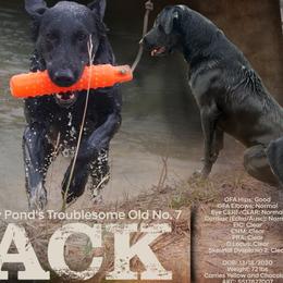Jack - Labrador Retriever