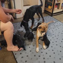 Gordon Setter Puppies from Tom McCleary