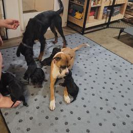 Gordon Setter Puppies from Tom McCleary