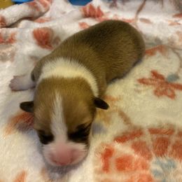 Hambone 2.0 - Fawn male Pembroke Welsh Corgi puppy in Snellville, Georgia from Laur's Classic Corgis
