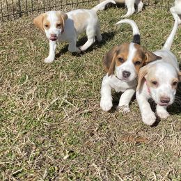 Beagle Puppies from Hales Little Beagle Haven