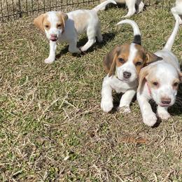 Beagle Puppies from Hales Little Beagle Haven
