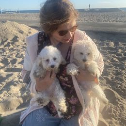 Bichon Frise and German Shepherd Puppies from Top Shepherd & French bulldog kennel