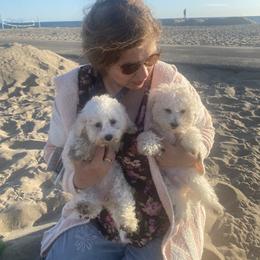 Bichon Frise and German Shepherd Puppies from Top Shepherd & French bulldog kennel