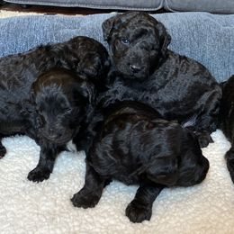 Goldendoodle Puppies from Linganore Creek Doodles