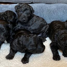 Goldendoodle Puppies from Linganore Creek Doodles