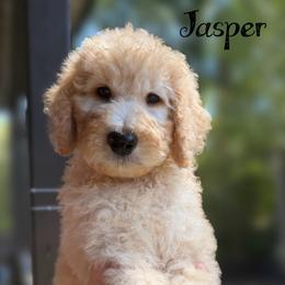 Black Collar - Red  male Goldendoodle puppy in Ringgold, Georgia from Sweet B’s Goldendoodles