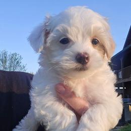 Casper - Parti male Maltipoo puppy in Lebanon, Kentucky from Mosaic Merle Doodles