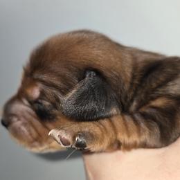 Dachshund Puppies from Buck Run Creek Dachshunds