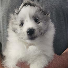 Petey - Blue merle and white male Shetland Sheepdog puppy in Weedsport, New York from M&M Shelties and Smooch-A-Bulls English Bulldogs
