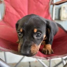 Rhea - Black and tan female Dachshund puppy in Conroe, Texas from Dots Dachshunds