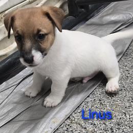 Poncho - White and tan male Russell Terrier puppy in Divide, Colorado from Outlaw Farm and Kennel