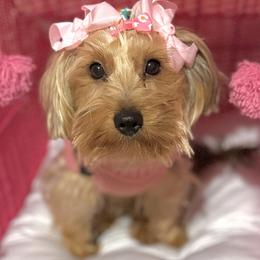 Jeanie - Yorkshire Terrier