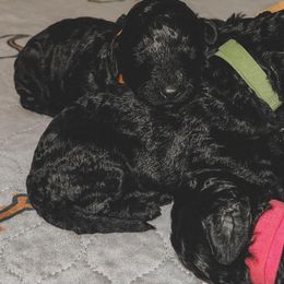 Poodle Puppies from Huckleberry Standard Poodles