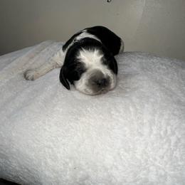 Ivy - Black and white female English Springer Spaniel puppy in Springfield, South Carolina from Sweet Southern Spaniels