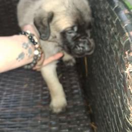 Boy 8 Dirty Fawn - Fawn male Mastiff puppy in Uhrichsville, Ohio from Angela's Mastiffs