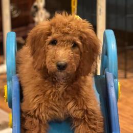 Girl 2 - Lilac - Red  Goldendoodle puppy in Mansfield, Texas from Double H Doodles