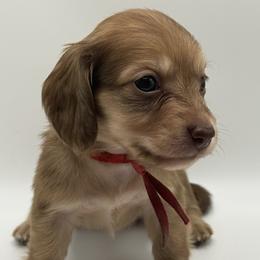 Latte - Cream female Dachshund puppy in Bartlesville, Oklahoma from Kippers Keepsake Dachshunds