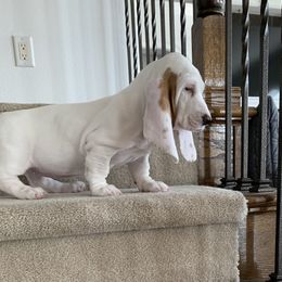 Basset Hound Puppies from The Lowlife Basset Hounds