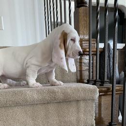 Basset Hound Puppies from The Lowlife Basset Hounds