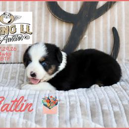 Gatlin - Black tri female Miniature Australian Shepherd puppy in Madisonville, Texas from Flying LL Aussies