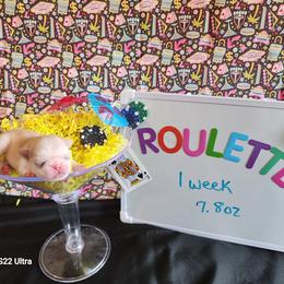 Roulette - White female Pug puppy in Tucson, Arizona from Cactus Pugs & Hugs