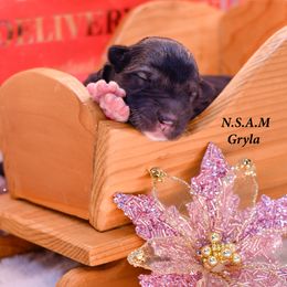 Girl 3 - Alaskan Malamute puppy from North Shore Alaskan Malamutes