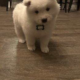 Nellie - White female Samoyed puppy in Atkinson, Nebraska from Sandhills Samoyeds